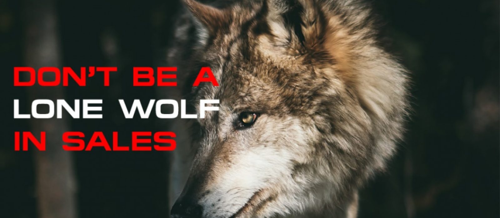 Don’t Be A Lone Wolf in Sales! - Sales Ninja Blog